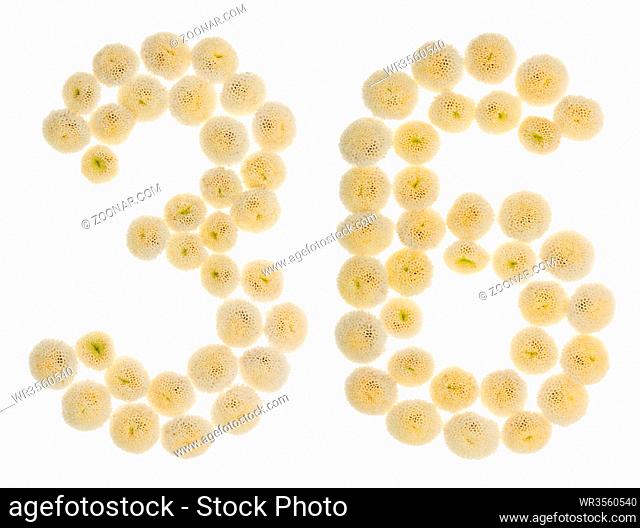 Arabic numeral 36, thirty six, from cream flowers of chrysanthemum, isolated on white background