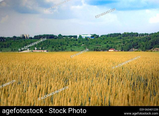 A wheat field color landscape in summer