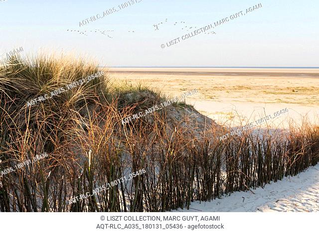 Marram Grass with Wadden Sea in background