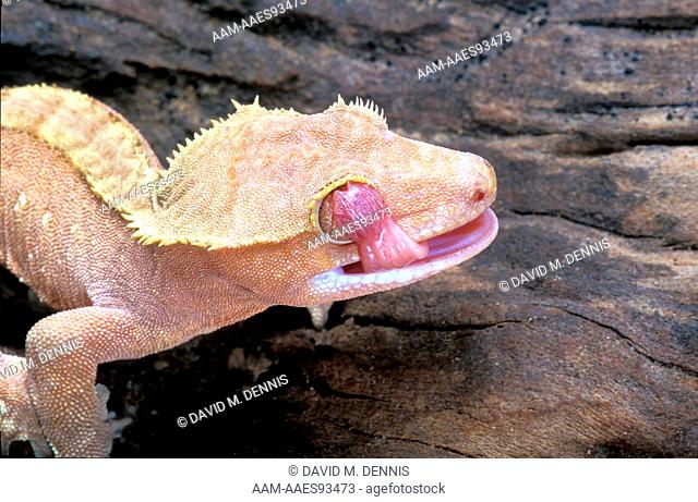 New Caledonia Crested Gecko, Rhacodactylus ciliatus, Cleaning eye with tongue New Caledonia