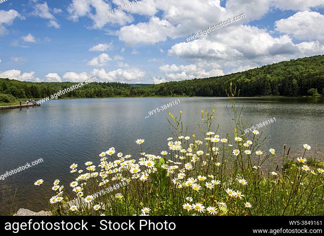 Wild daisies stand in the foreground and puffy white clouds fill a blue sky above Spruce Knob Lake in West Virginia
