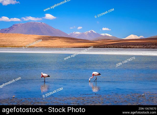Pink flamingos in altiplano laguna, sud Lipez reserva Eduardo Avaroa, Bolivia