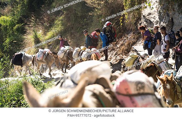 Donkeys transport heavy loads to their remote destination in the Annapurna area. In an encounter, the animals always have ""right of way""