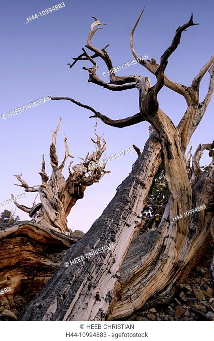 USA, Inyo County, Eastern Sierra, California, The Ancient Bristlecone Pine Forest is a protected area high in the White Mountains in Inyo County in eastern...