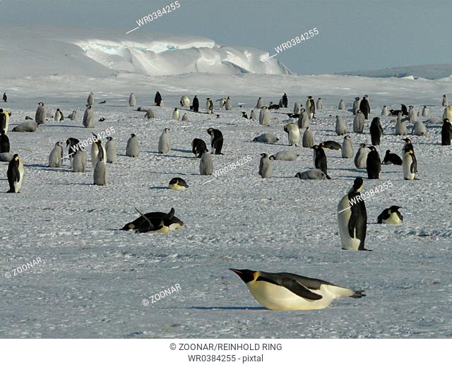 Emperor Penguin, Antarctica