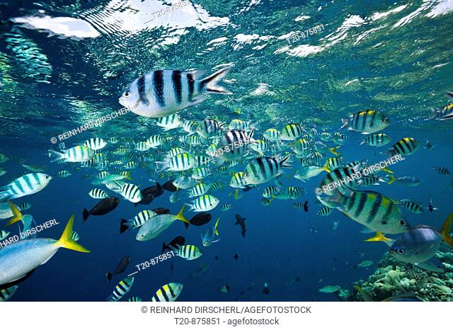 Shoal of Coral Fishes, Micronesia, Palau