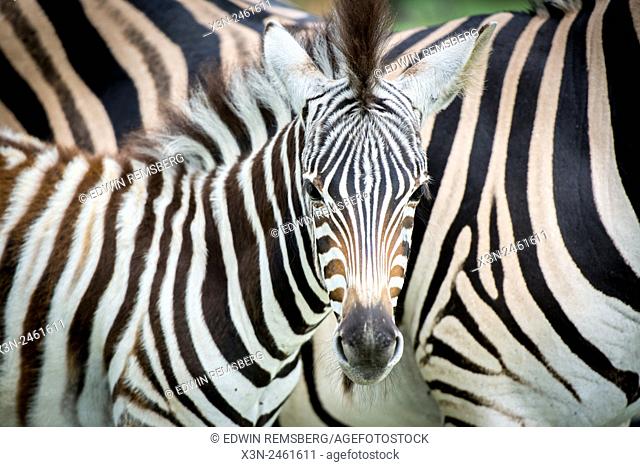 SOUTH AFRICA- Zebra (Equus quagga) roaming in the Dinokeng Game Reserve