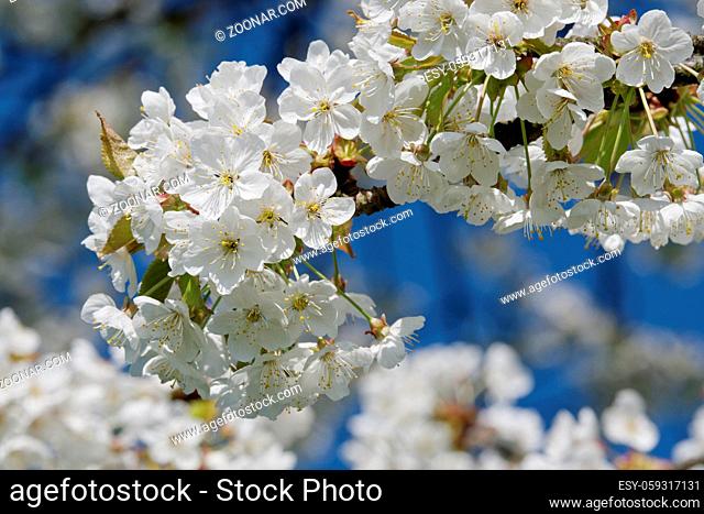 Beautiful flowering fruit trees. Blooming plant branches in spring warm bright sunny day. White tender flowers background