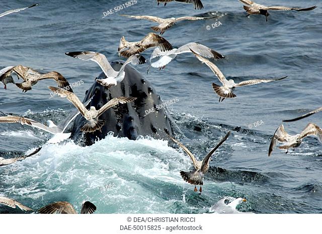 Zoology - Cetacean - Whale - Humpback Whale (Megaptera novaeangliae). Gulls hover around the baleen whale to clean residues of fish and plankton