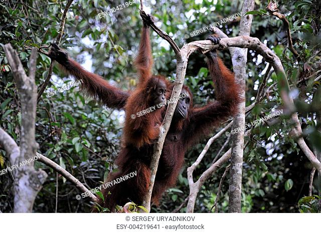 Mother Orangutan and Baby
