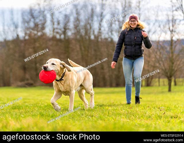 Smiling young woman with labrador carrying plastic disk