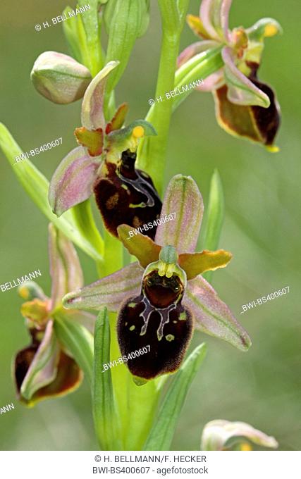 Hybrid-Blasses-und Stattliches-Knabenkraut (Ophrys x obscura), hybrid between Ophrys holoserica and Ophrys sphegodes, Germany