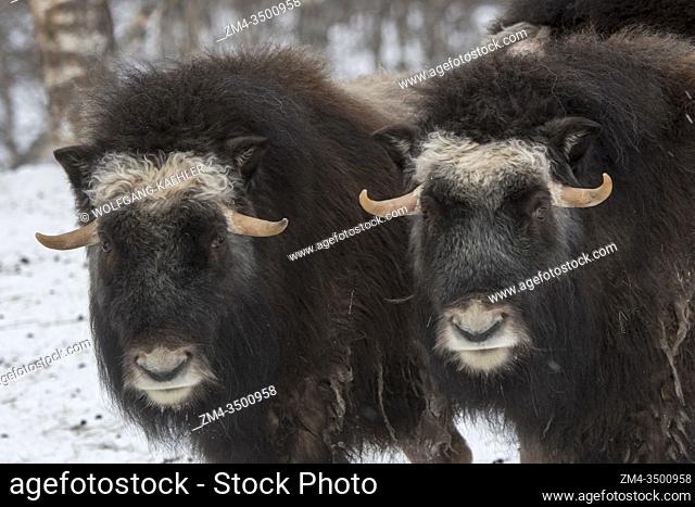 Muskoxen (Ovibos moschatus) in the snow in winter at a wildlife park in northern Norway