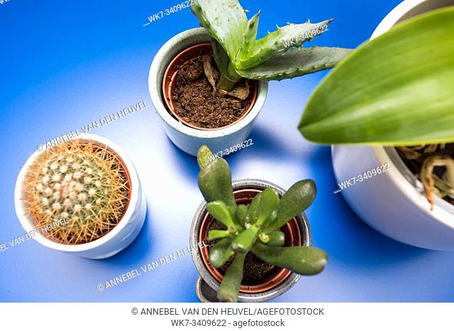 Indoor trending various green house plants ceramic pots on blue background, top view modern design retro