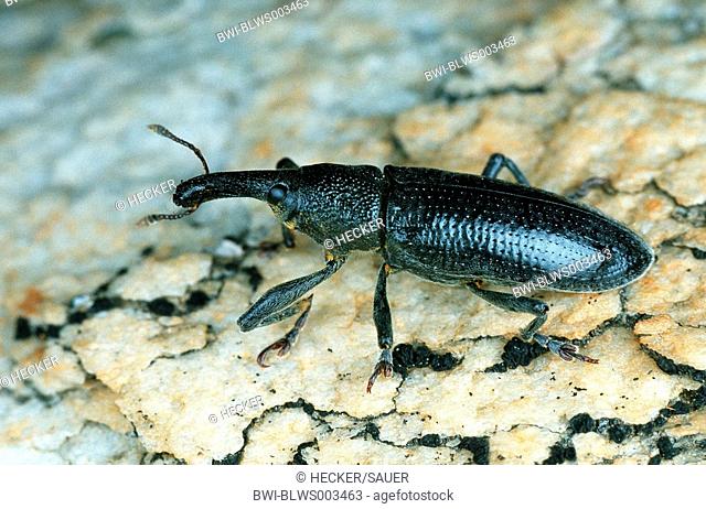 snout beetle, weevil Lixus algirus