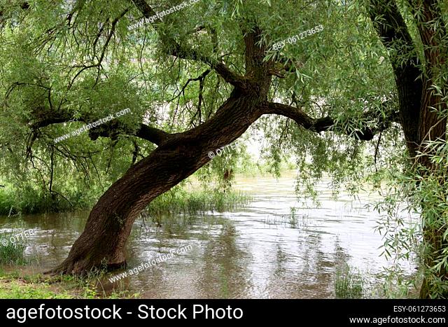 Overhanging willow tree on the lakeshore
