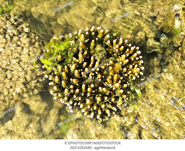 Finger Corals, Kurusadai Island, Gulf of Mannar Biosphere Reserve, Tamil Nadu, India