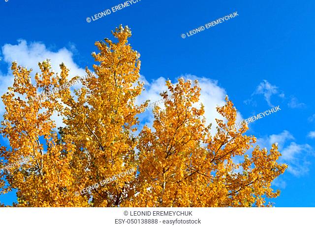 Collection of Beautiful Colorful Autumn Leaves. green, yellow and orange and red