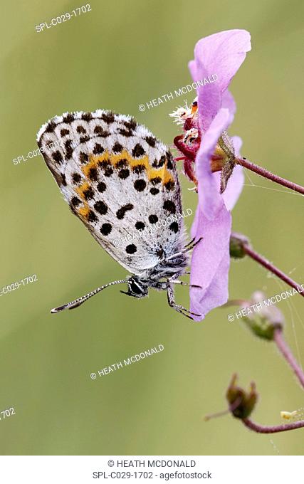 An early spring butterfly (Scolitantides orion) resting in a meadow on a cool early morning in late spring. This species is common in eastern europe but not...