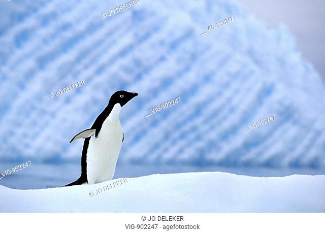 Adelie penguin on a ice floe in Antarctica. - SOUTH ORKNEY ISLANDS, ANTARCTIC, 10/01/2006