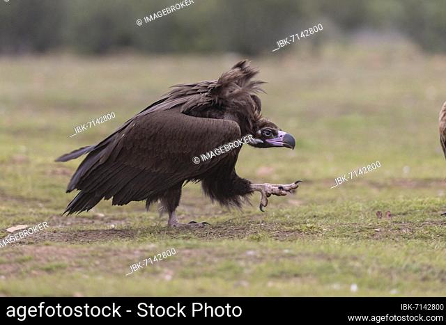 Cinereous vulture (Aegypius monachus), juvenile, running, Extremadura, Spain, Europe