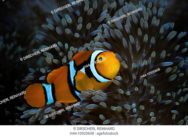 Clownfish, Clown fish, Anemonefish, Fish, fishes, Perciformes, Amphiprioninae, Nemo, Coralfish, Coral fishes, Symbiosis, Symbiotic, Sea anemone, Anemones