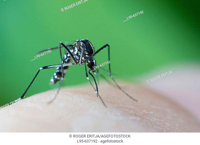 Asian Tiger Mosquito (Aedes albopictus) feeding on human skin, Spain