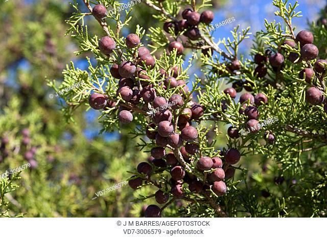 Phoenicean juniper or arar (Juniperus phoenicea) is a shrub native to Mediterranean Basin, Canary Islands and Saudi Arabia Red Sea coast