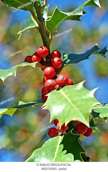 Holly (Ilex aquifolium)