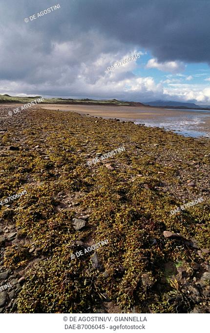Fucus seaweeds (Fucus serratus) emerging during low tide, Rossbehy Creek, County Kerry, Ireland