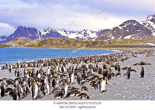King Penguin Aptenodytes patagonica colony on beach with lots of chicks, Salisbury Plains, Bay of Isles, Island of South Georgia, November 2003