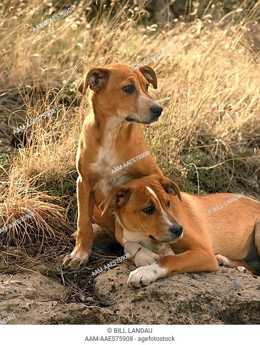 Two mixed breed dogs sit in a field of tall grass in Flagstaff, Arizona. 2007