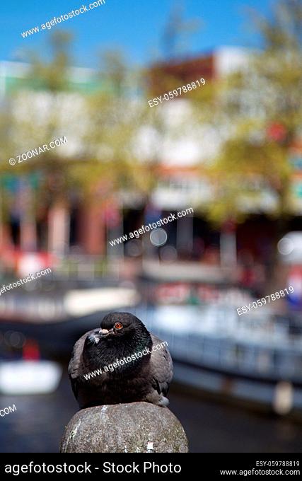 Taube in Amsterdam, Niederlande im Frühling. Pigeon in Amsterdam, Netherlands in spring