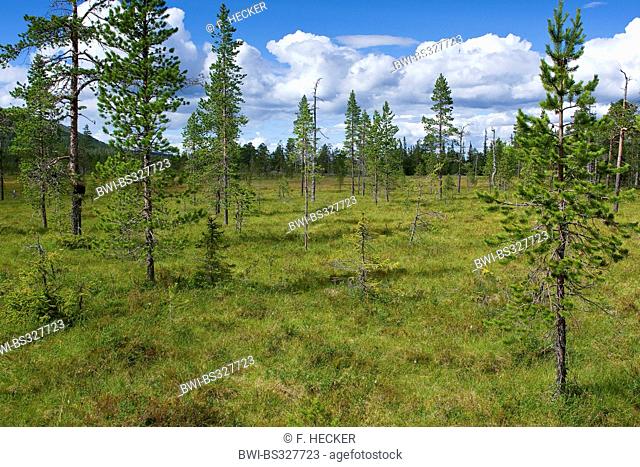 highmoor with peat moss, Sweden, Fulufjaellet National Park