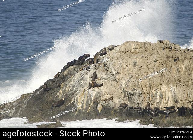 Rocky cliff with South American sea lions (Otaria flavescens) and wave breaking. Las Cuevas. Arica. Arica y Parinacota Region. Chile