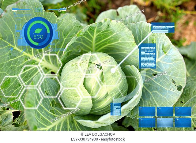 agriculture, gardening and organic farming concept - cabbage growing on summer garden bed at farm