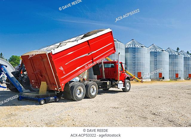 harvested barley is augered into a grain bin for on farm storage, near Dugald, Manitoba, Canada