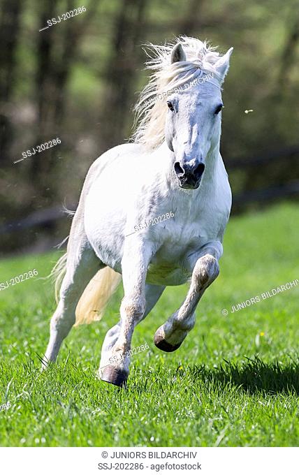 Connemara Pony. Gray stallion galloping on a pasture. Germany