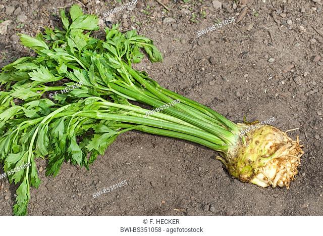 Celery, Celeriac, Turnip-rooted celery, Knob celery (Apium graveolens var. rapaceum, Apium graveolens rapaceum, Apium rapaceum), harvested celery, Germany
