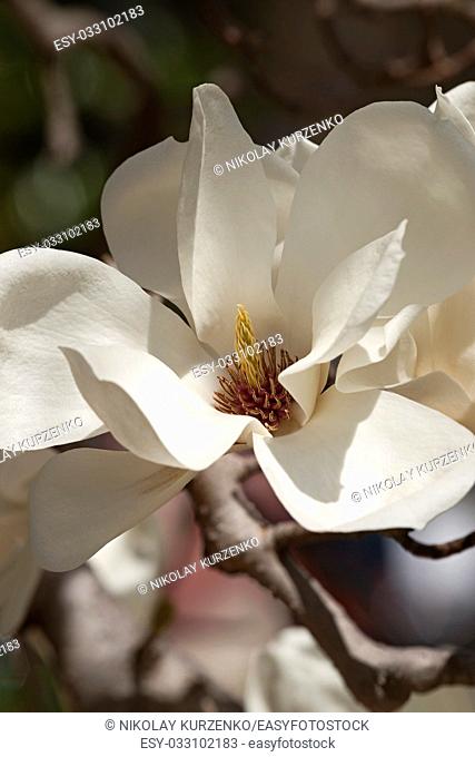 Yulan magnolia flower (Magnolia denudata). Called Lilytree also. Another scientific name is Yulania denudata