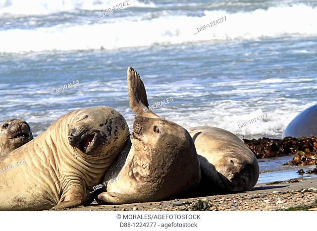Southern Elephant Seal Punta delgada  Valdes Peninsula   Province of Chubut  Argentina  Mirounga leonina  Order : Carnivora  Family : Phocidae