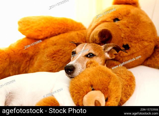 jack russell terrier dog resting having a siesta on his bed with his teddy bear,  tired and sleepy