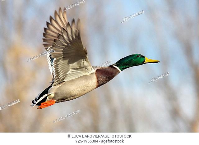 Male Mallard flying