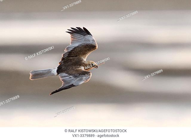 Western Marsh Harrier / Rohrweihe ( Circus aeruginosus ), adult, male in flight, carrying nesting material, wildlife, Netherlands, Europe