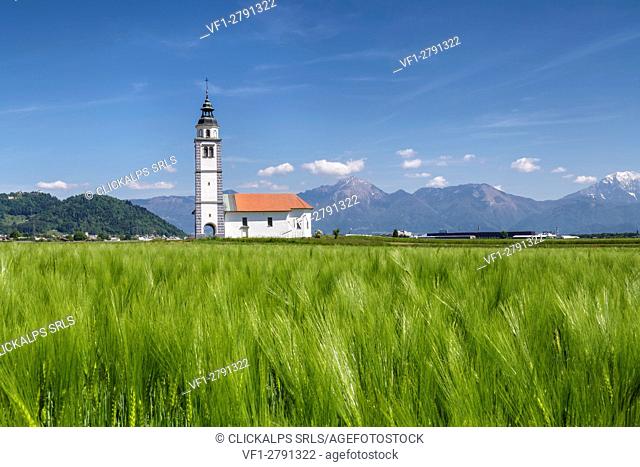 Europe, Slovenia, Upper Carniola, Kranj. The Church of Saint Ursula in the middle of the fields of Sorsko Polje, just outside of the village of Srednje Bitnje