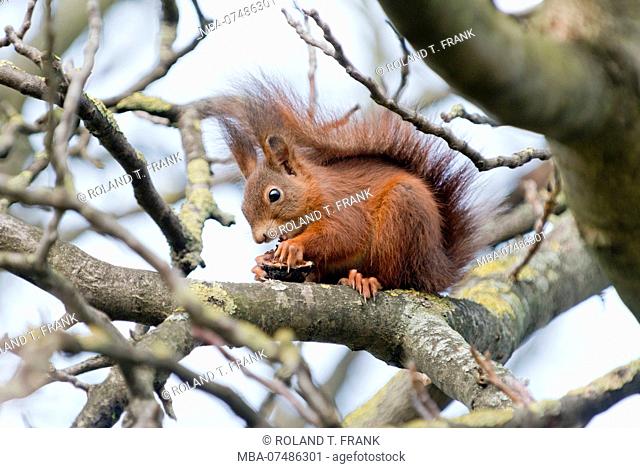 Squirrel, Sciurus vulgaris, on a nut tree