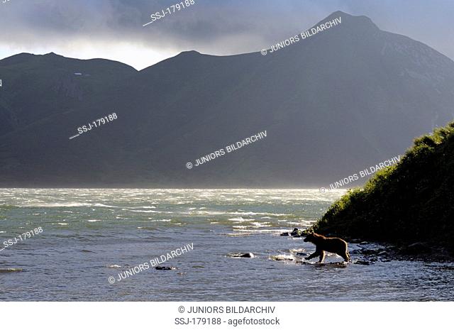 Kamtchatka Brown Bear (Ursus arctos beringianus) on a windy day on Kambalnoye Lake. South Kamchatka Sanctuary, Russia