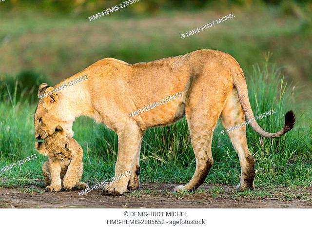 Kenya, Masai-Mara game reserve, Lion (Panthera leo), female and young cubs playing