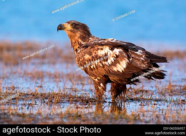 Immature white-tailed eagle, haliaeetus albicilla, standing on flooded meadow in autumn. Magnificent feathered raptor observing on swamp from side