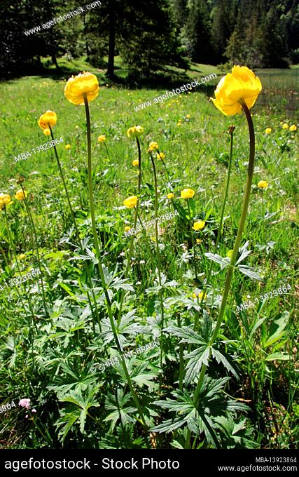 Globeflowers at the Ferchensee near Mittenwald. Isar Valley, Upper Bavaria, Bavaria, Germany